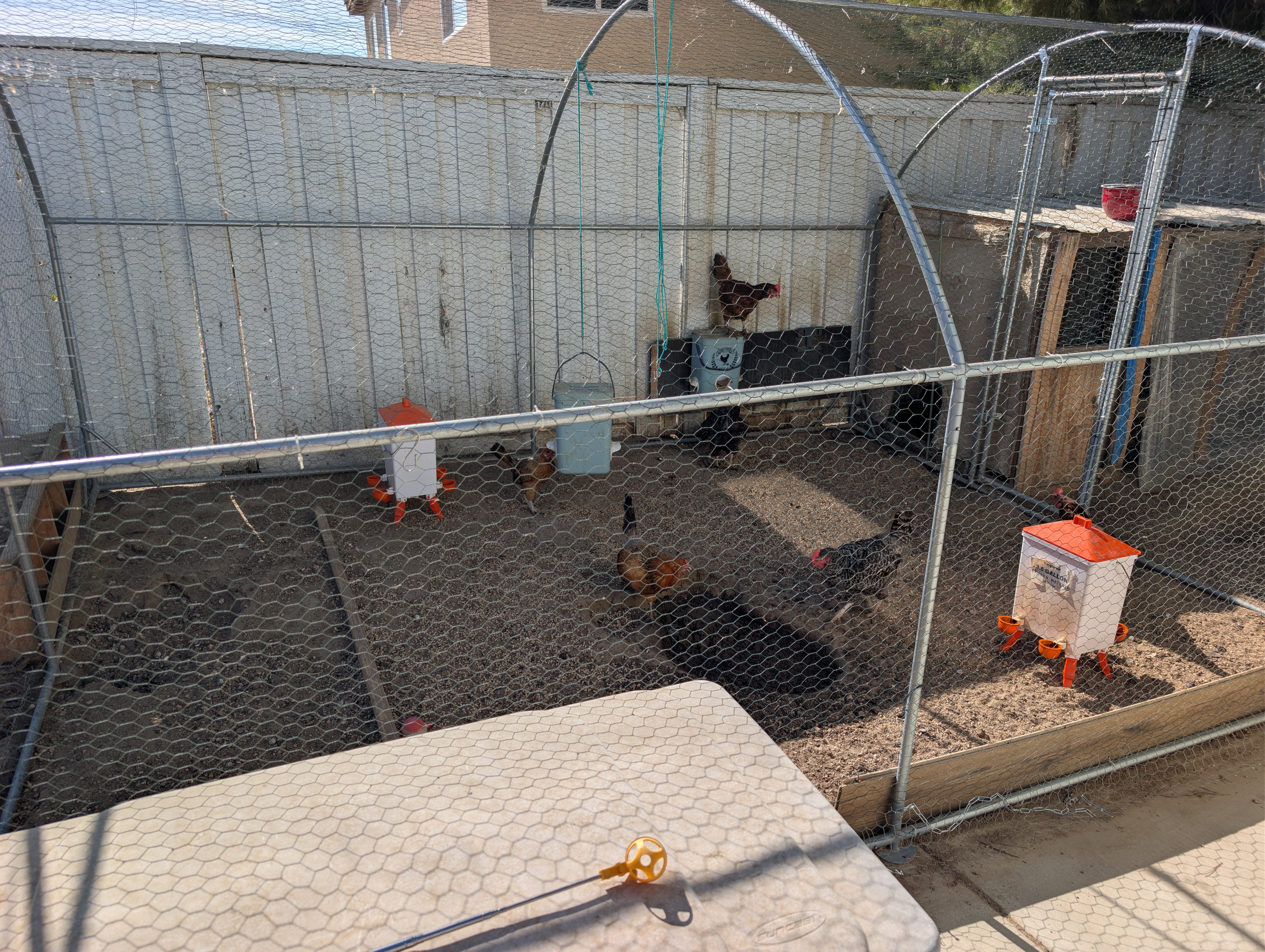 Chicken coop with hens — Soleil Levant Care Lake Elsinore